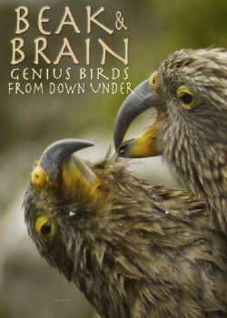 Watch free Beak & Brain - Genius Birds from Down Under hd online